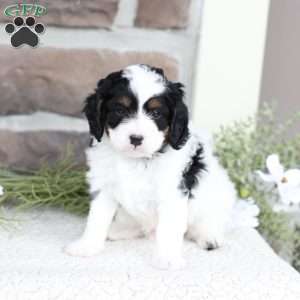 River, Cavapoo Puppy
